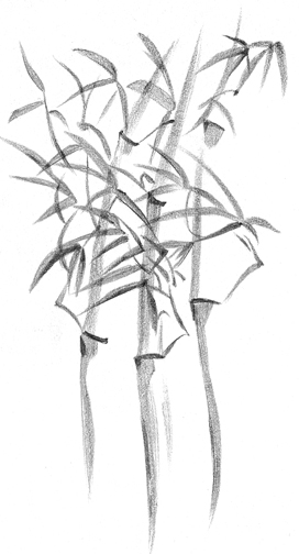 bamboosweb.jpg